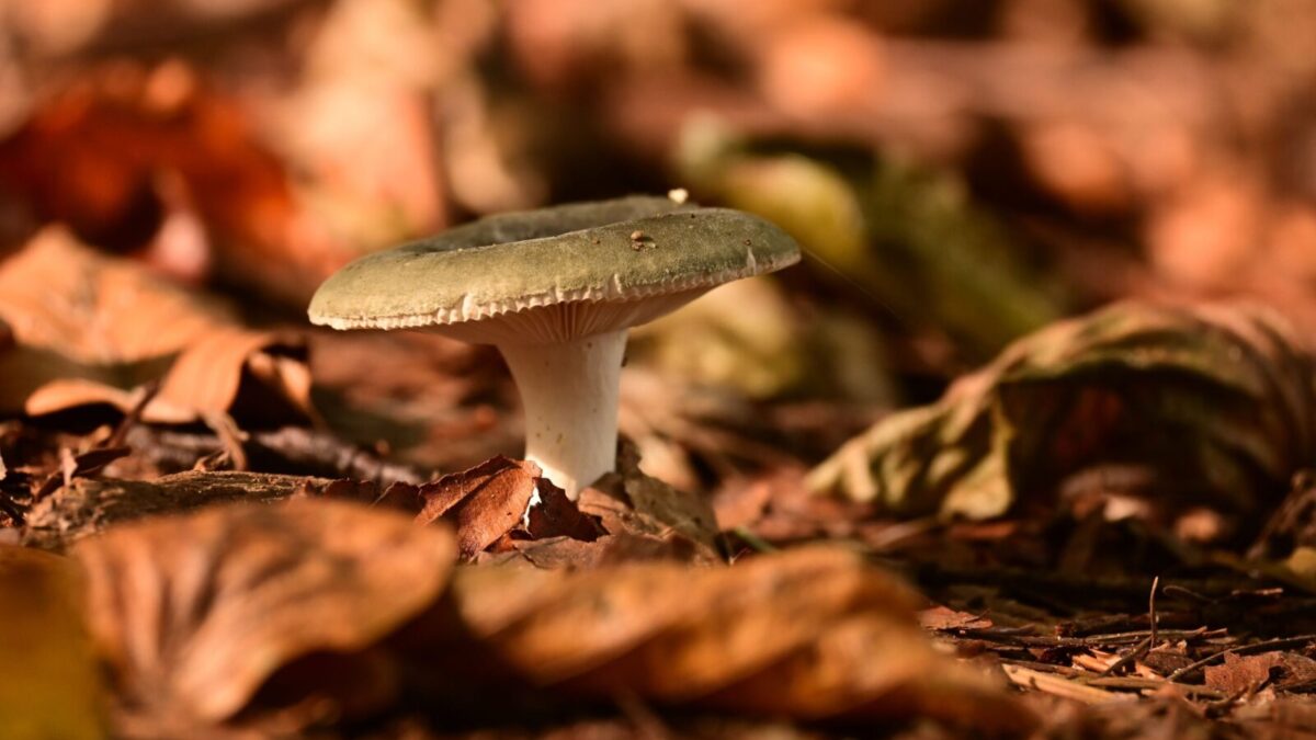 Close-up of a mushroom emerging through fallen leaves in a forest setting