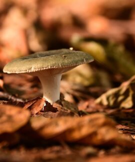 Close-up of a mushroom emerging through fallen leaves in a forest setting