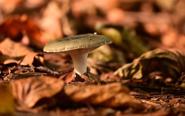 Close-up of a mushroom emerging through fallen leaves in a forest setting