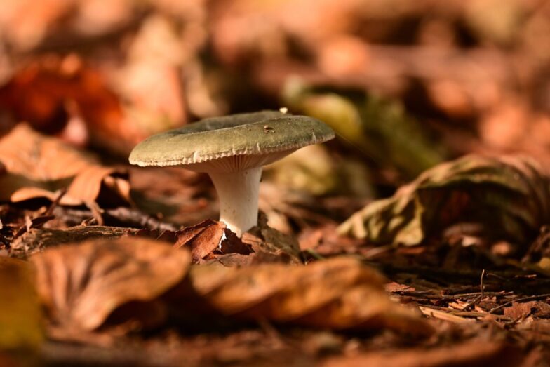 Close-up of a mushroom emerging through fallen leaves in a forest setting
