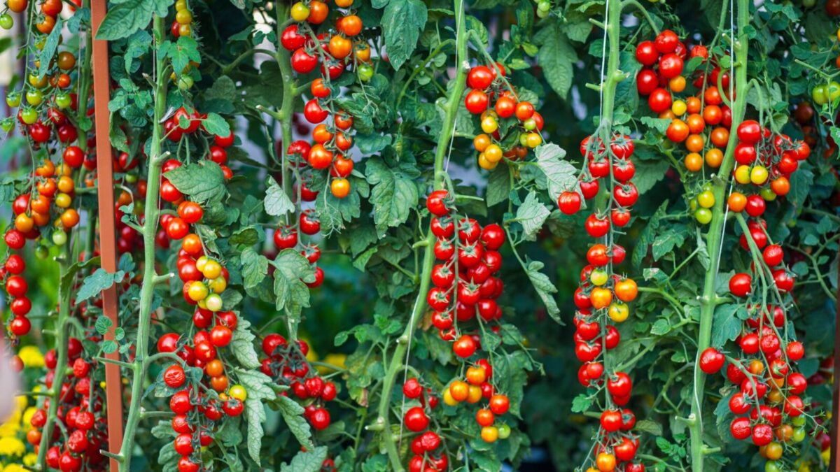 Lush cherry tomato plants with ripe fruit hanging in a garden, showcasing vibrant red and green colors.