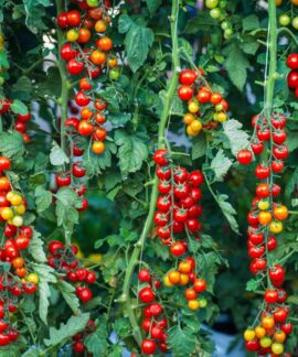 Lush cherry tomato plants with ripe fruit hanging in a garden, showcasing vibrant red and green colors.