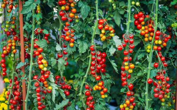 Lush cherry tomato plants with ripe fruit hanging in a garden, showcasing vibrant red and green colors.