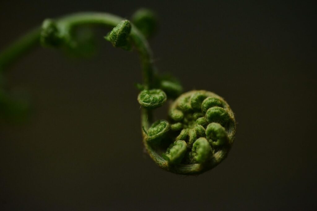 Macro shot of a fern fiddlehead showcasing intricate details and textures.