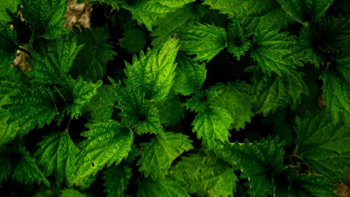 Close-up of fresh stinging nettle leaves with vibrant green texture, perfect for nature backgrounds.