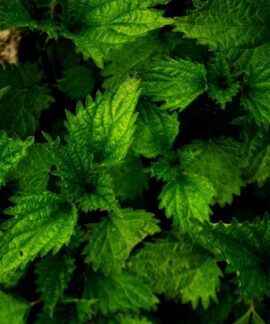 Close-up of fresh stinging nettle leaves with vibrant green texture, perfect for nature backgrounds.