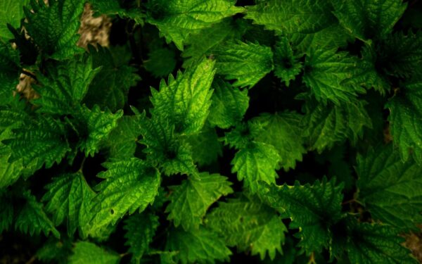 Close-up of fresh stinging nettle leaves with vibrant green texture, perfect for nature backgrounds.