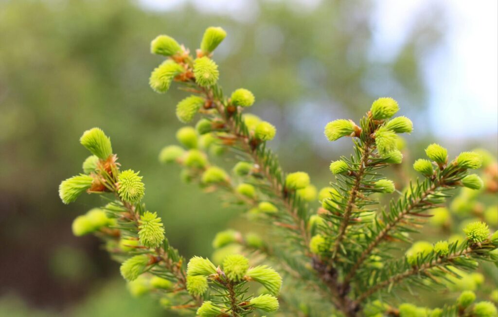 Detailed view of lush green pine branches with soft focus background, capturing springtime growth.