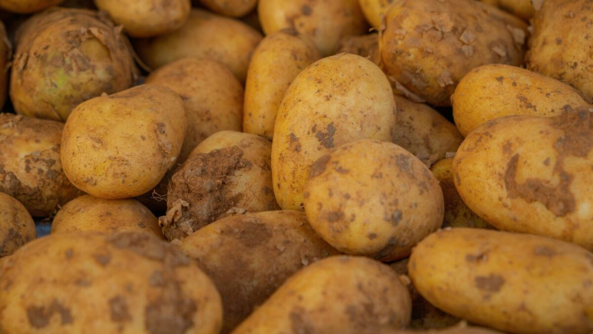 Close-up of freshly harvested potatoes with soil remnants, showcasing farm freshness.