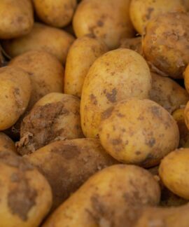 Close-up of freshly harvested potatoes with soil remnants, showcasing farm freshness.