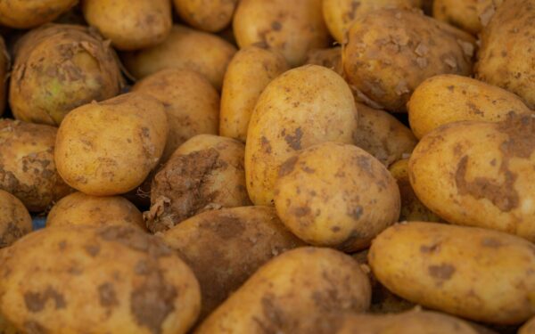 Close-up of freshly harvested potatoes with soil remnants, showcasing farm freshness.