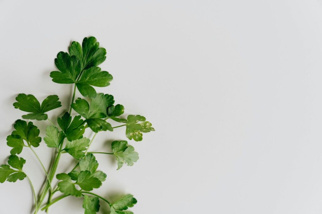 A close-up of fresh parsley leaves arranged on a white minimalistic background.