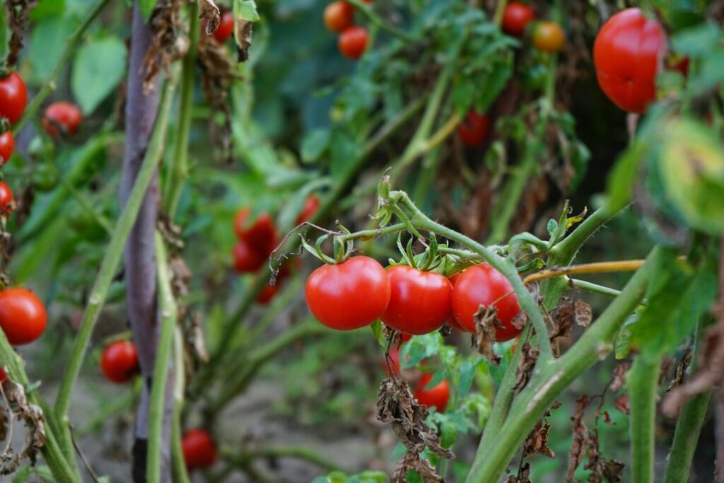 Vibrant red tomatoes on vine in a garden, showcasing fresh organic produce.