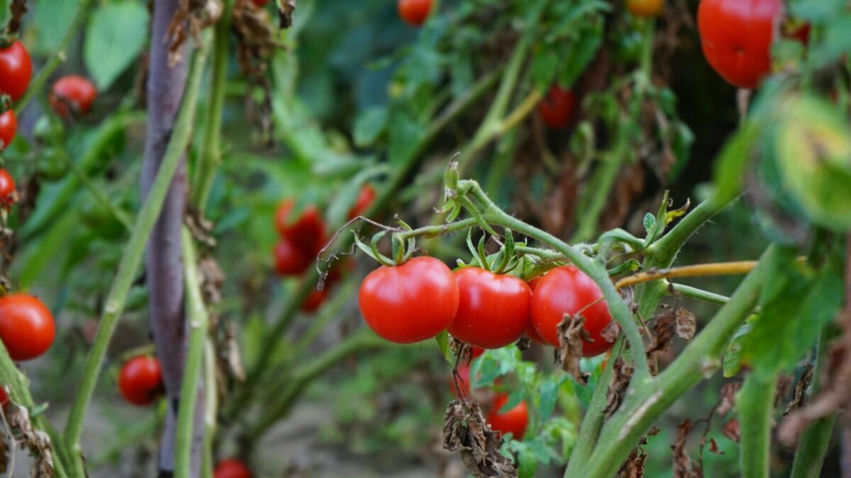 Vibrant red tomatoes on vine in a garden, showcasing fresh organic produce.