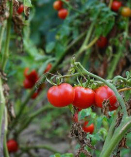 Vibrant red tomatoes on vine in a garden, showcasing fresh organic produce.