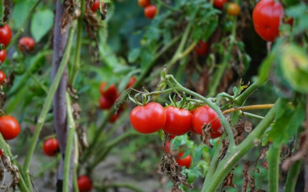 Vibrant red tomatoes on vine in a garden, showcasing fresh organic produce.