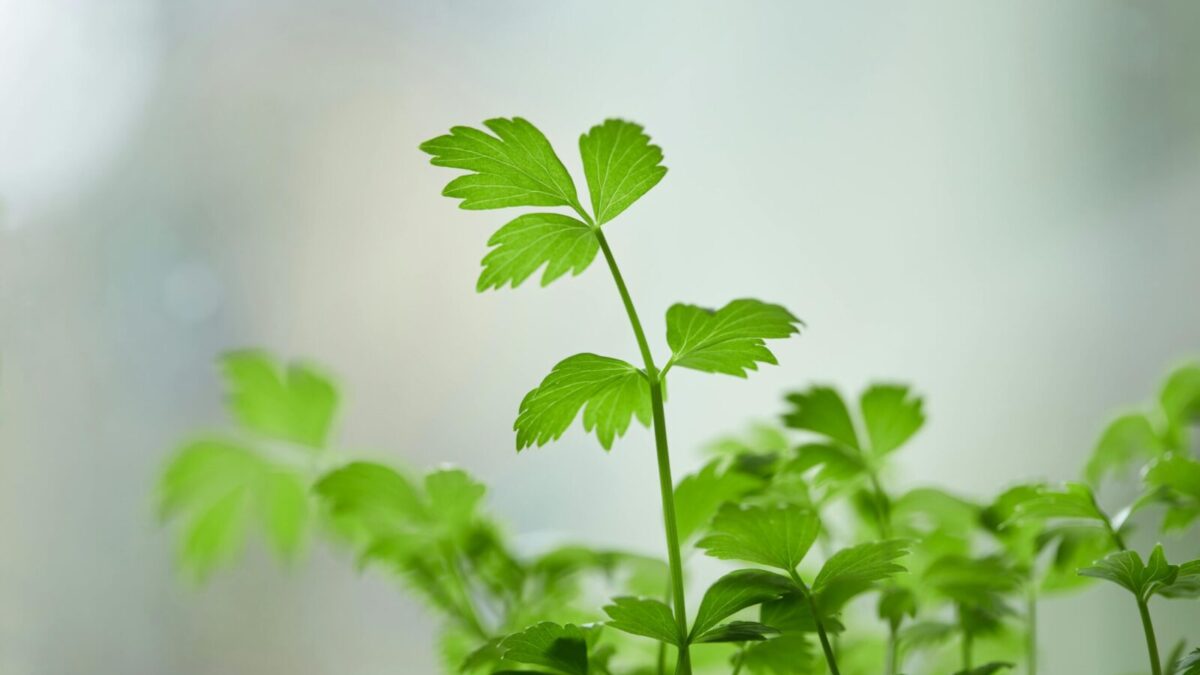 Vibrant close-up of fresh green parsley leaves, perfect for culinary use or botanical studies.