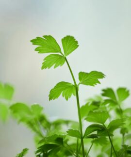 Vibrant close-up of fresh green parsley leaves, perfect for culinary use or botanical studies.