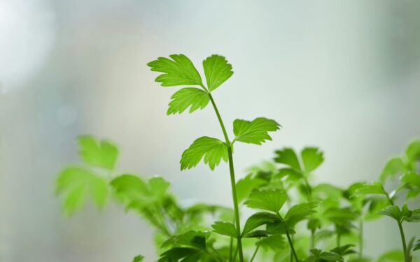 Vibrant close-up of fresh green parsley leaves, perfect for culinary use or botanical studies.