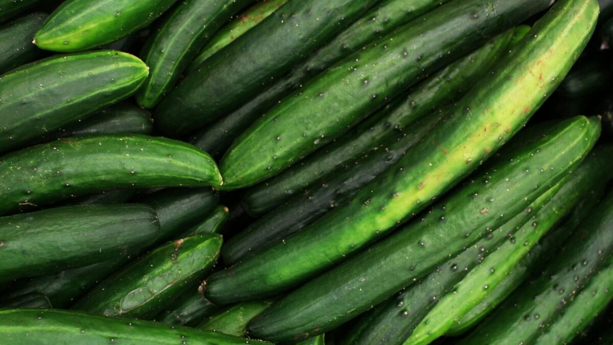 A close-up of fresh organic cucumbers displayed in an abundant harvest scene.