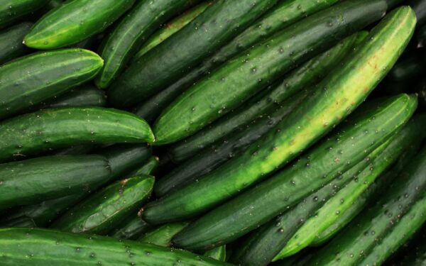 A close-up of fresh organic cucumbers displayed in an abundant harvest scene.