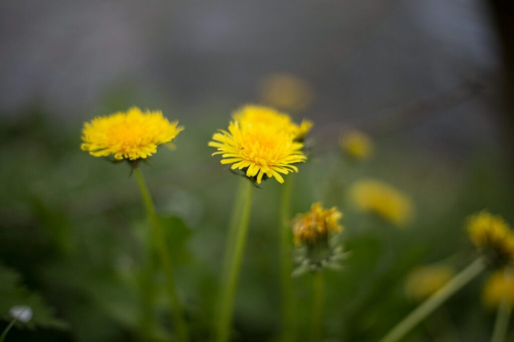 Vibrant yellow dandelions in full bloom, capturing the essence of spring outdoors.