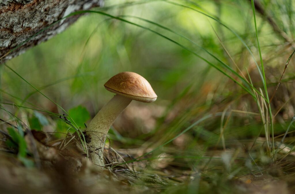 A detailed close-up of a birch bolete mushroom in its natural forest environment.