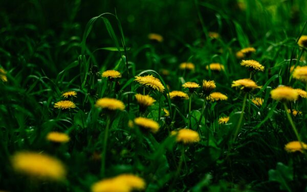 Close-up of dandelions in a green field illustrating nature's beauty and summer growth.