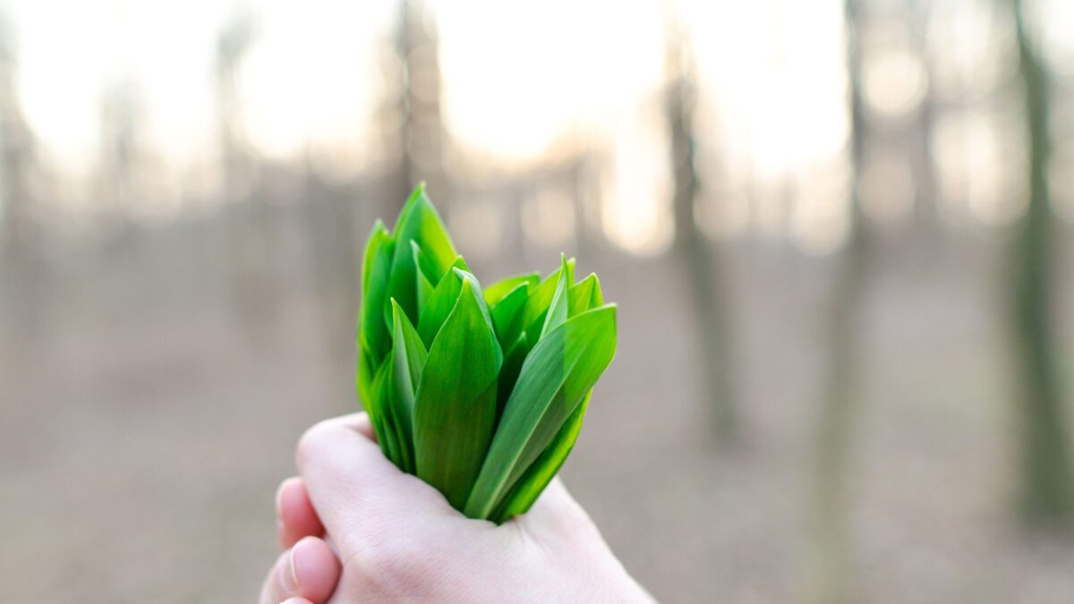 Close-up of fresh green leaves held in a hand outdoors, symbolizing nature and freshness.
