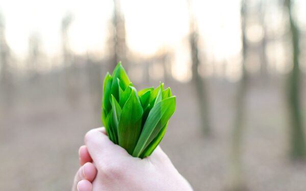 Close-up of fresh green leaves held in a hand outdoors, symbolizing nature and freshness.