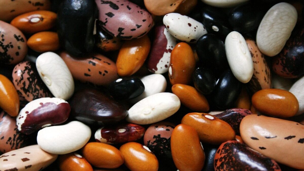beans, legumes, food, protein, vegetable, legume, brown bean, uncooked, dried beans, beans, beans, beans, beans, beans, legumes, legumes, protein