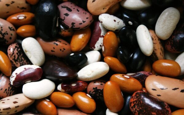 beans, legumes, food, protein, vegetable, legume, brown bean, uncooked, dried beans, beans, beans, beans, beans, beans, legumes, legumes, protein
