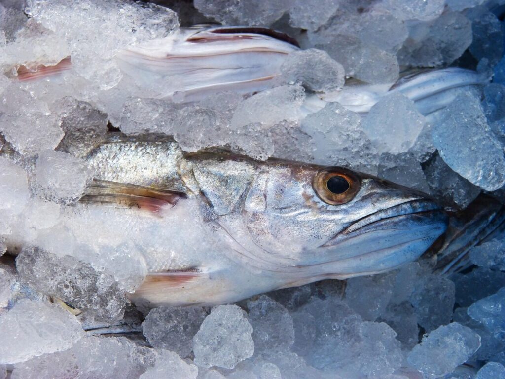 hake, fish, nature, fresh fish, maira, fish shop