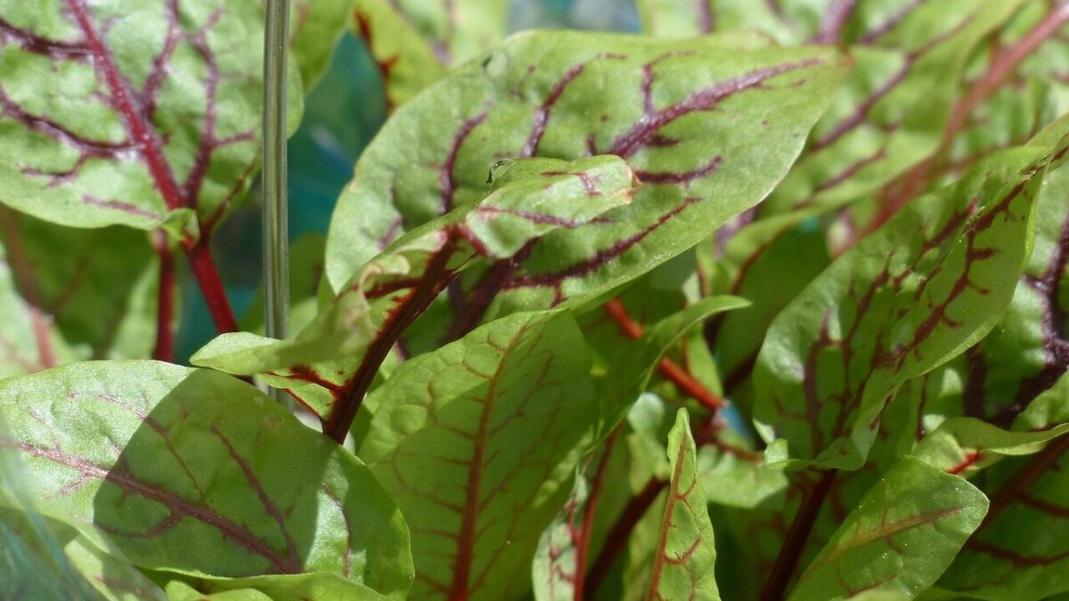 blood sorrel, sorrel, plant, aromatic plant, grove sorrel, nature, rumex sanguineus, knotweed, polygonaceae, rumex, red sorrel, herb, culinary herbs
