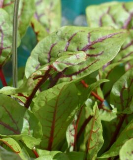 blood sorrel, sorrel, plant, aromatic plant, grove sorrel, nature, rumex sanguineus, knotweed, polygonaceae, rumex, red sorrel, herb, culinary herbs