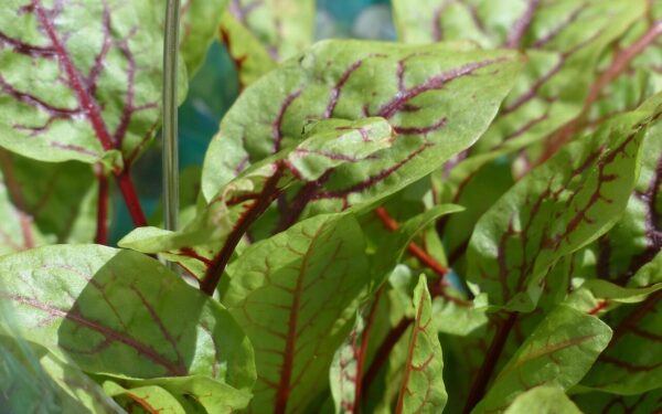 blood sorrel, sorrel, plant, aromatic plant, grove sorrel, nature, rumex sanguineus, knotweed, polygonaceae, rumex, red sorrel, herb, culinary herbs