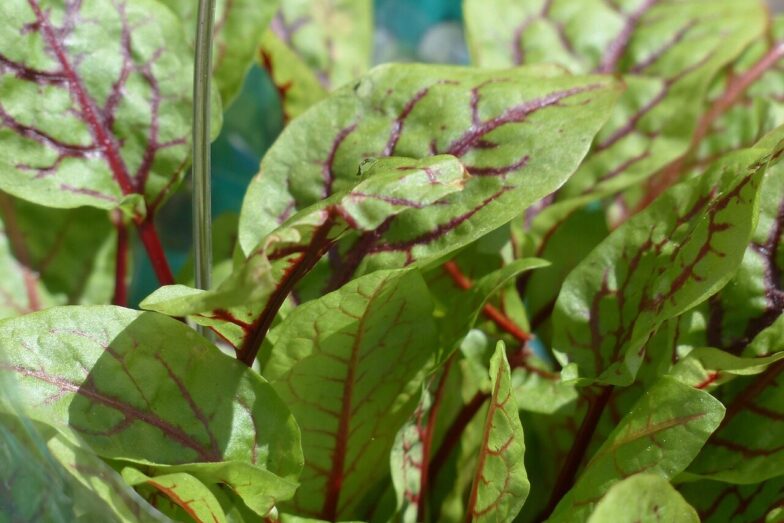 blood sorrel, sorrel, plant, aromatic plant, grove sorrel, nature, rumex sanguineus, knotweed, polygonaceae, rumex, red sorrel, herb, culinary herbs
