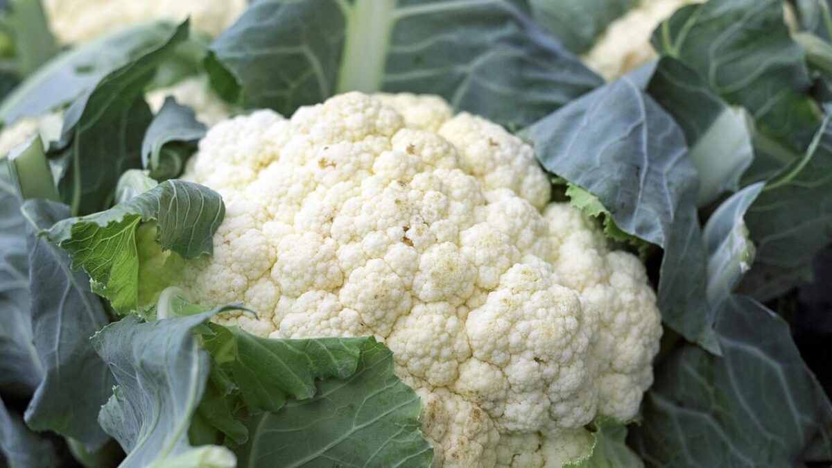 cauliflower, vegetables, food, vitamins, market fresh vegetables, vegan, cauliflower, cauliflower, cauliflower, cauliflower, cauliflower