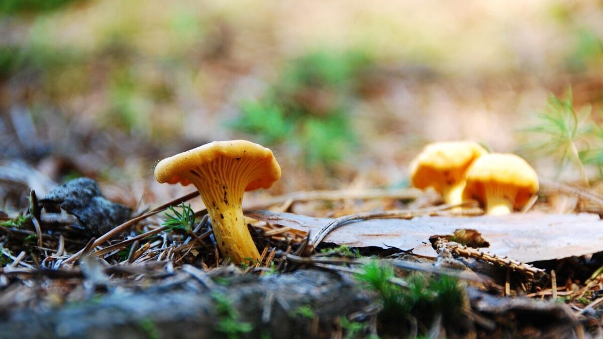 egg mushroom, chanterelle, food, real chanterelle, edible, yellow, mushroom, chanterelle, chanterelle, chanterelle, chanterelle, chanterelle