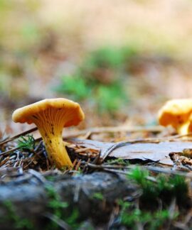 egg mushroom, chanterelle, food, real chanterelle, edible, yellow, mushroom, chanterelle, chanterelle, chanterelle, chanterelle, chanterelle
