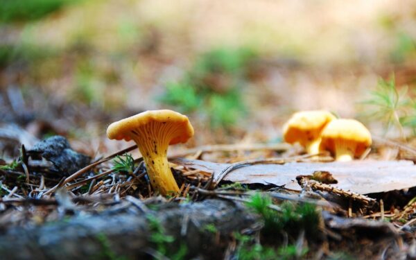egg mushroom, chanterelle, food, real chanterelle, edible, yellow, mushroom, chanterelle, chanterelle, chanterelle, chanterelle, chanterelle
