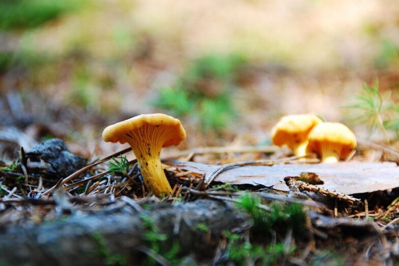 egg mushroom, chanterelle, food, real chanterelle, edible, yellow, mushroom, chanterelle, chanterelle, chanterelle, chanterelle, chanterelle