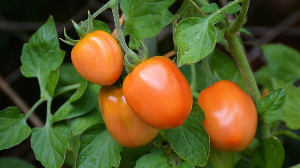 tomatoes, roma tomatoes, nature, vine tomatoes, tire, garden, vegetable growing, nightshade plant, tomato fruit, tomato panicle, tomato plant, tomato growing, immature, home garden
