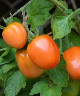 tomatoes, roma tomatoes, nature, vine tomatoes, tire, garden, vegetable growing, nightshade plant, tomato fruit, tomato panicle, tomato plant, tomato growing, immature, home garden