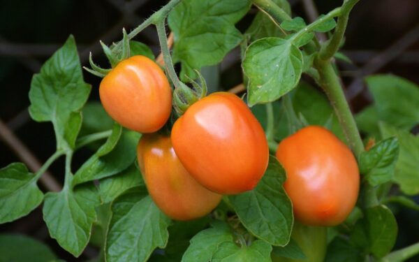 tomatoes, roma tomatoes, nature, vine tomatoes, tire, garden, vegetable growing, nightshade plant, tomato fruit, tomato panicle, tomato plant, tomato growing, immature, home garden