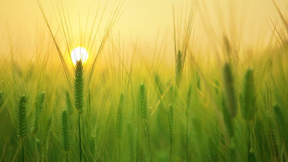 barley field, wheat, agriculture, plow, tillage, farm, harvest, sunrise, morning, landscape, nature, ne young na-young, jeju travel, jeju island, agriculture, agriculture, farm, sunrise, sunrise, sunrise, morning, morning, nature, nature, nature, nature, nature