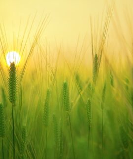barley field, wheat, agriculture, plow, tillage, farm, harvest, sunrise, morning, landscape, nature, ne young na-young, jeju travel, jeju island, agriculture, agriculture, farm, sunrise, sunrise, sunrise, morning, morning, nature, nature, nature, nature, nature