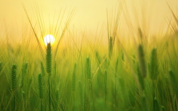 barley field, wheat, agriculture, plow, tillage, farm, harvest, sunrise, morning, landscape, nature, ne young na-young, jeju travel, jeju island, agriculture, agriculture, farm, sunrise, sunrise, sunrise, morning, morning, nature, nature, nature, nature, nature