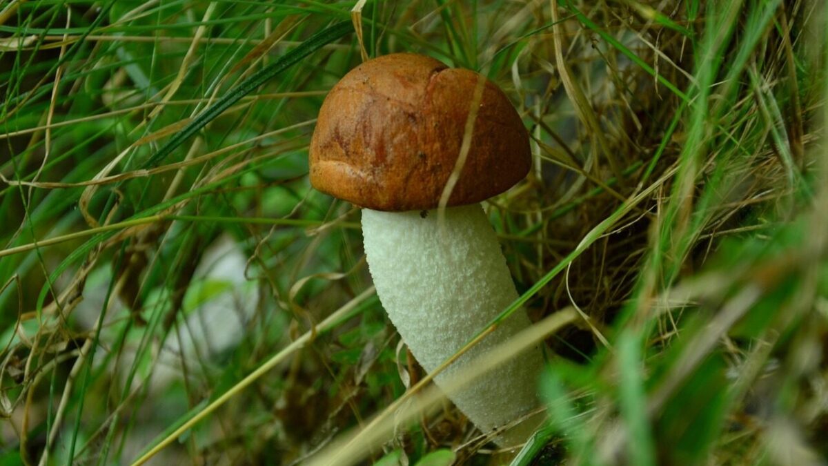 mushroom, leccinum scabrum, red