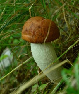 mushroom, leccinum scabrum, red